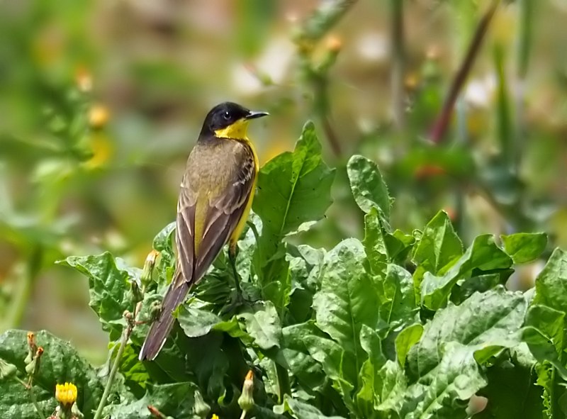 Cutrettola capinera occidentale- Motacilla flava   feldegg